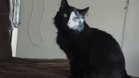 El gato que se parece al fantasma de la ópera El gato que se parece al fantasma de la ópera