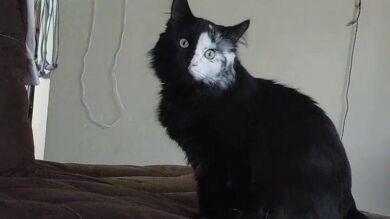 El gato con vitíligo que parece el fantasma de la ópera