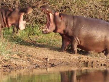 Una valiente madre hipopótamo defiende a su bebé de un agresivo macho
