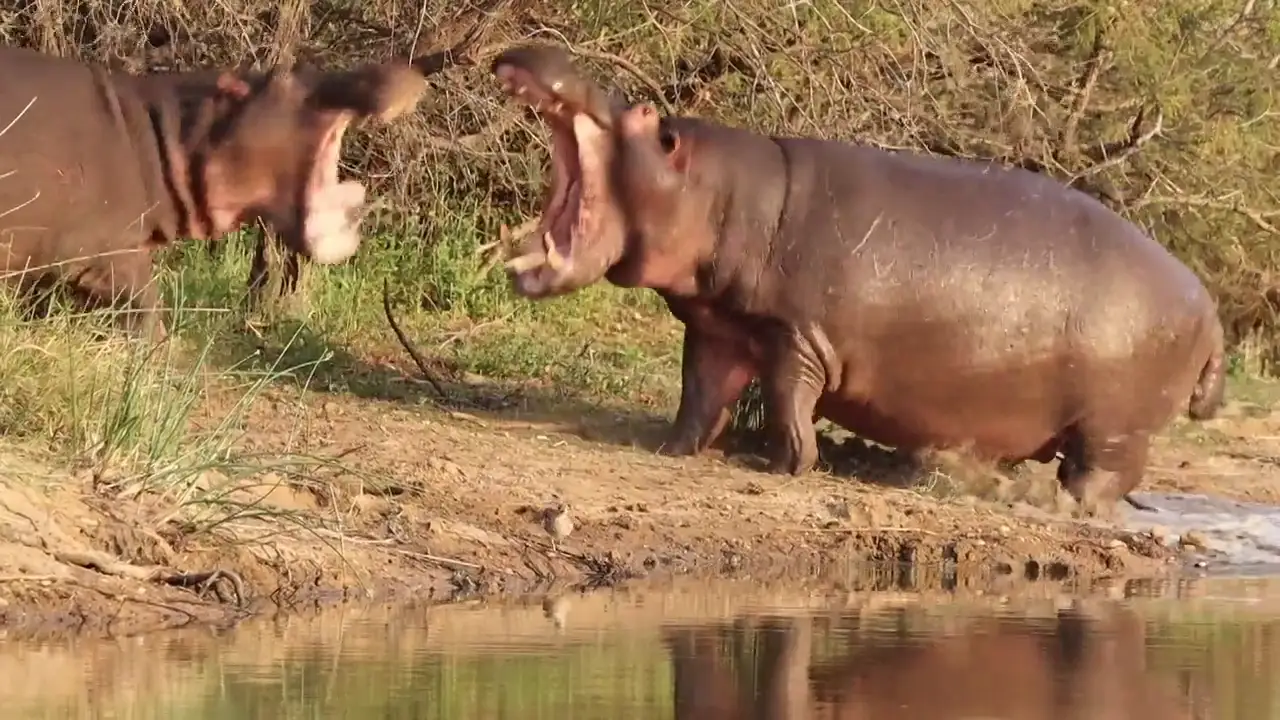 Una valiente madre hipopótamo defiende a su bebé de un agresivo macho
