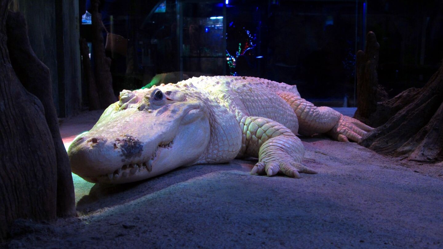 Encuentran un cocodrilo albino