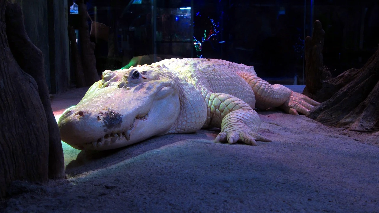 Encuentran un cocodrilo albino Encuentran un cocodrilo albino