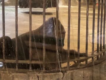 Los dueños de un zoo sólo liberaran al gorila más triste del mundo por 780.000 euros