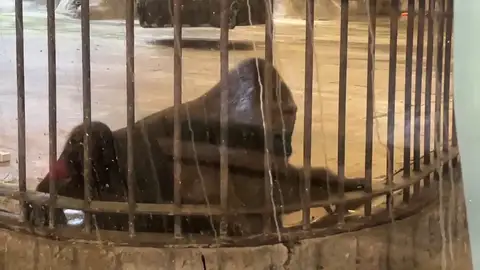 Los dueños de un zoo sólo liberaran al gorila más triste del mundo por 780.000 euros Los dueños de un zoo sólo liberaran al gorila más triste del mundo por 780.000 euros