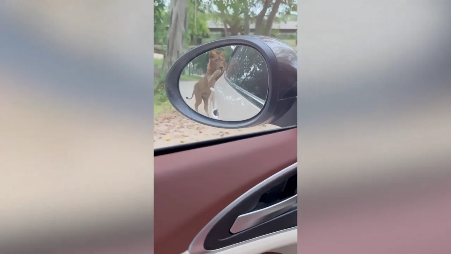 Un agresivo león persigue a un coche lleno de tusitas dentro de parque safari tailandés Un agresivo león persigue a un coche lleno de tusitas dentro de parque safari tailandés