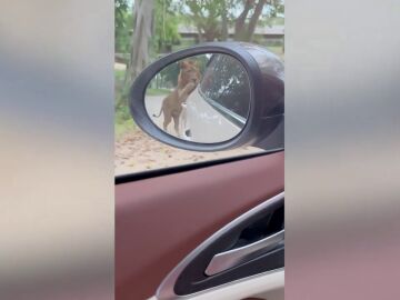 Un agresivo león persigue a un coche lleno de tusitas dentro de parque safari tailandés