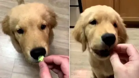 Un perro prueba el brócoli Un perro prueba el brócoli