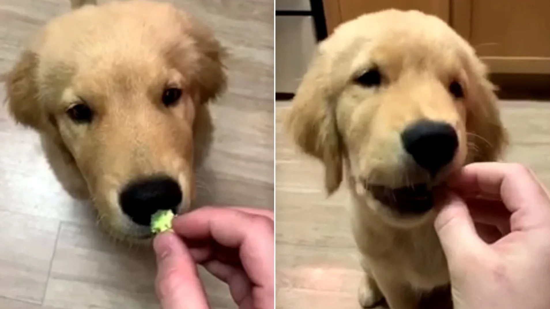 Un perro prueba el brócoli