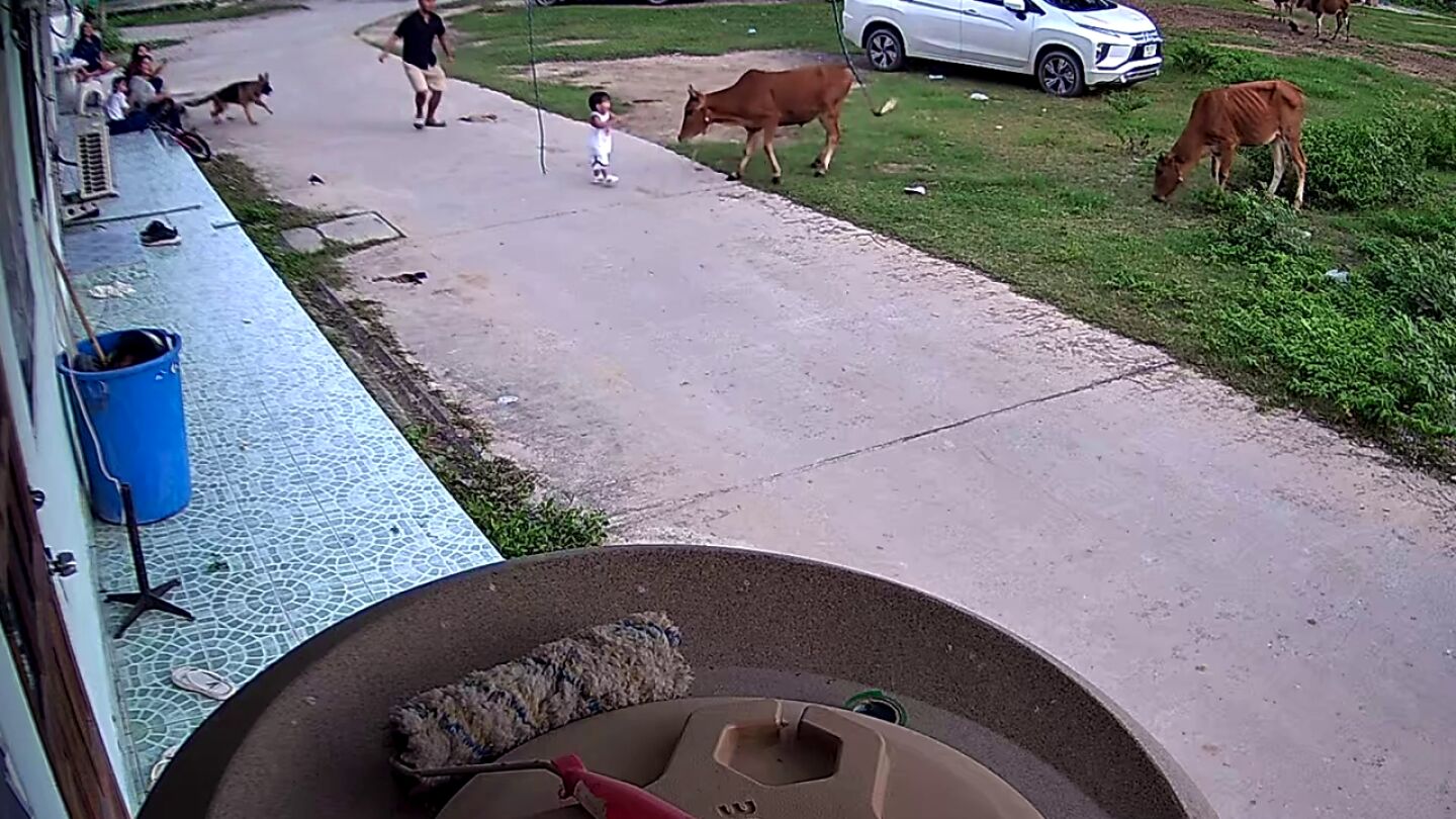Un pastor alem&aacute;n salva la vida del beb&eacute; de su familia del ataque violento de un toro