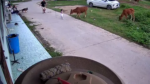 Un pastor alemán salva la vida del bebé de su familia del ataque violento de un toro Un pastor alemán salva la vida del bebé de su familia del ataque violento de un toro
