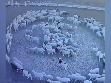 El misterio de un rebaño de ovejas que se mueve en círculo sin parar durante 12 días