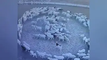 El misterio de un rebaño de ovejas que se mueve en círculo sin parar durante 12 días