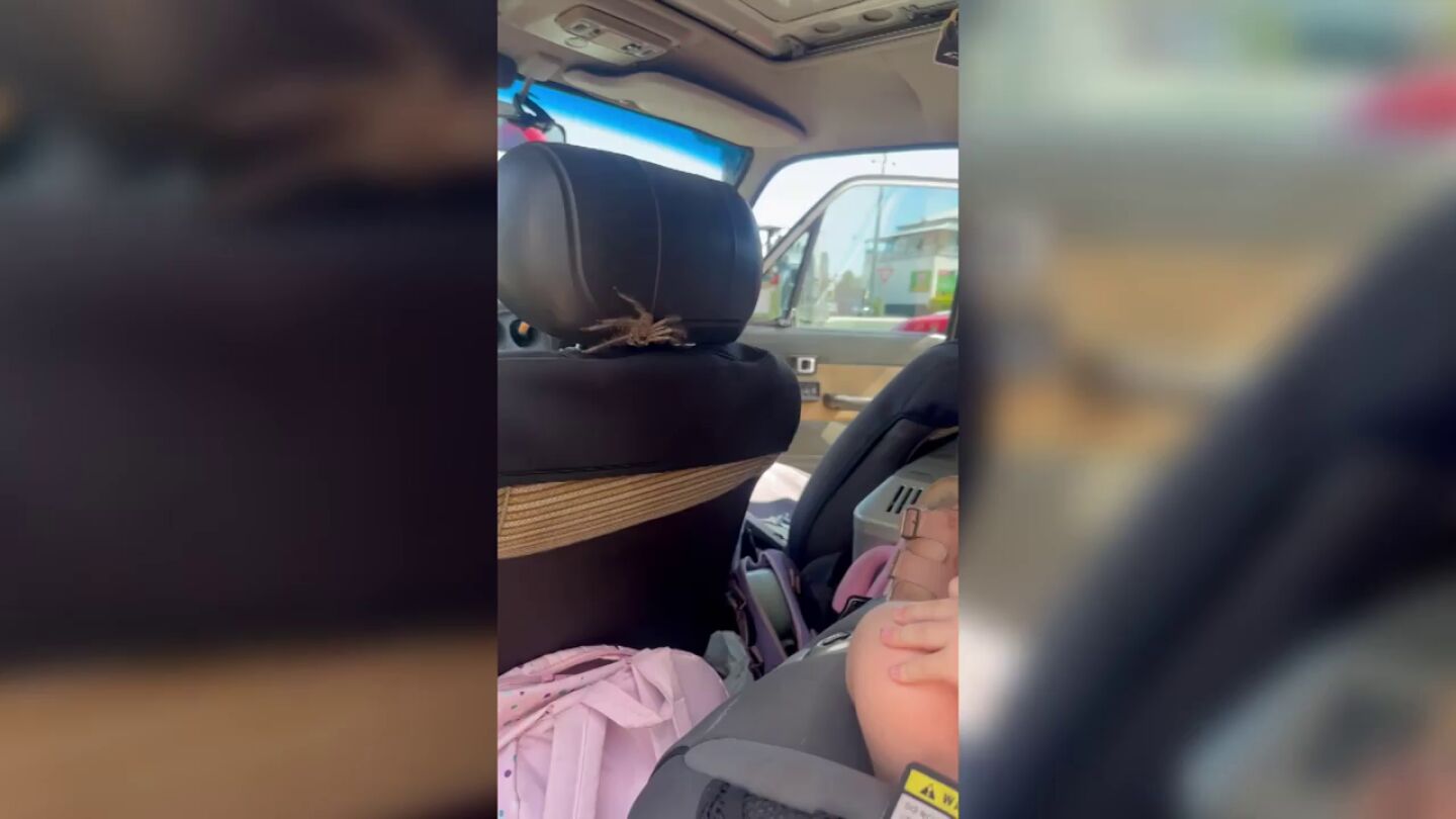 Un padre captura con la mano una gigantesca ara&ntilde;a cazadora que hab&iacute;a trepado sobre su hija