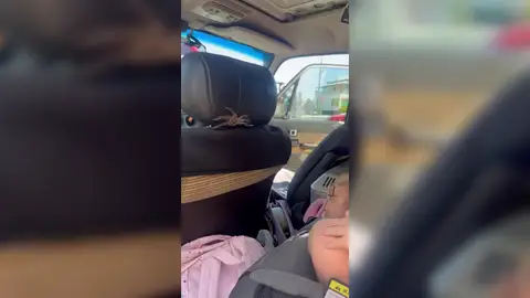 Un padre captura con la mano una gigantesca araña cazadora que había trepado sobre su hija Un padre captura con la mano una gigantesca araña cazadora que había trepado sobre su hija