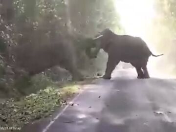 El impactante vídeo de dos elefantes machos chocando en una carretera de Tailandia 