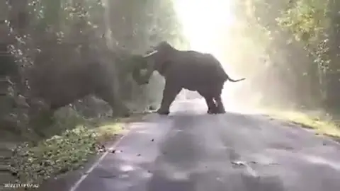 El impactante vídeo de dos elefantes machos chocando en una carretera de Tailandia El impactante vídeo de dos elefantes machos chocando en una carretera de Tailandia