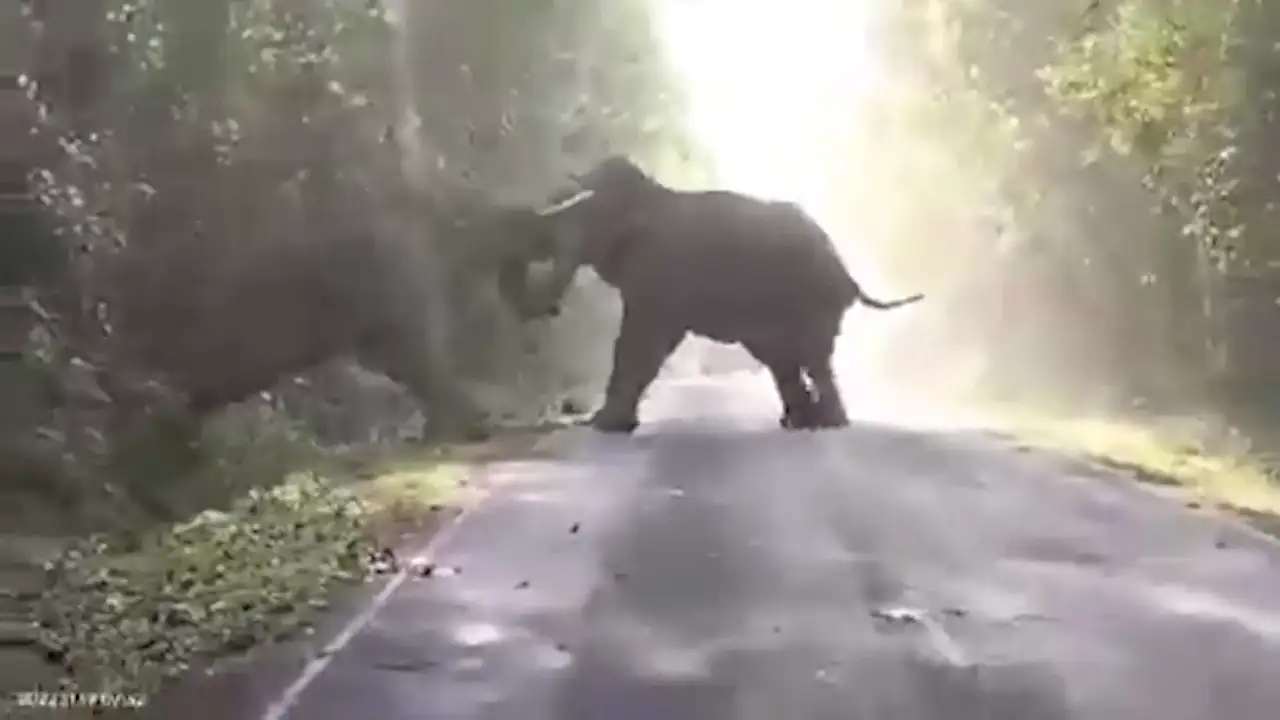 El impactante vídeo de dos elefantes machos chocando en una carretera de Tailandia 