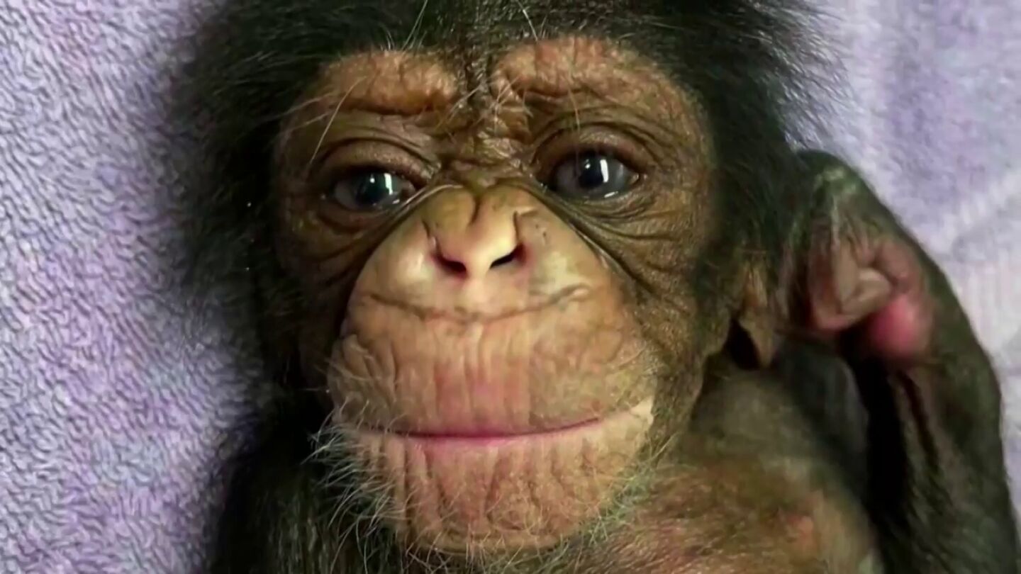 Una madre chimpanc&eacute; se reune por primera vez con su beb&eacute; despu&eacute;s de darlo por muerto
