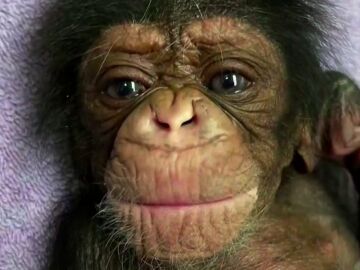 Una madre chimpancé se reune por primera vez con su bebé después de darlo por muerto