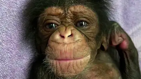 Una madre chimpancé se reune por primera vez con su bebé después de darlo por muerto Una madre chimpancé se reune por primera vez con su bebé después de darlo por muerto