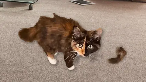 Se le cae la cola a su gato Se le cae la cola a su gato