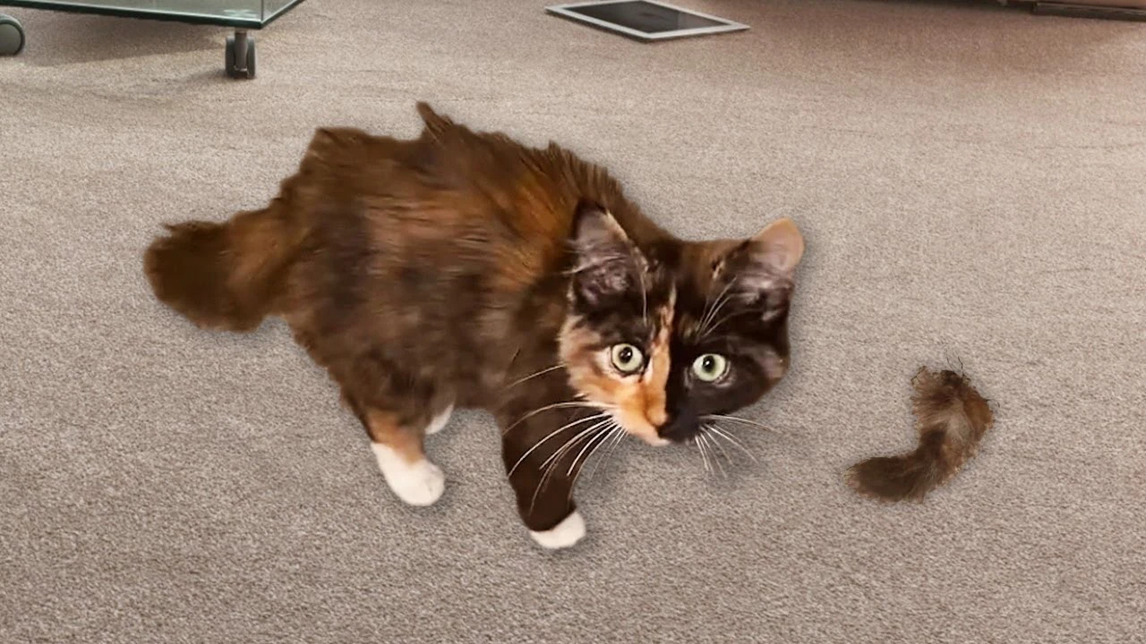 Se le cae la cola a su gato