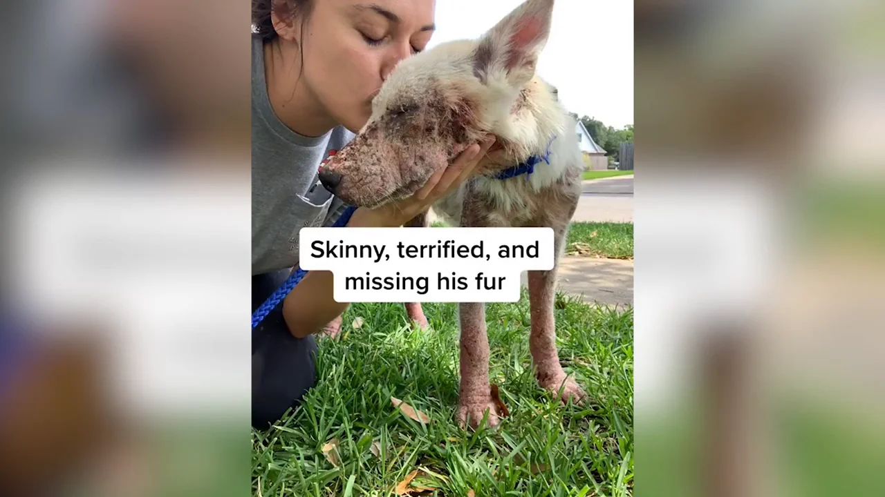 Arrasa en TikTok compartiendo videos de como cuida de cientos de perros y gatos rescatados de la calle