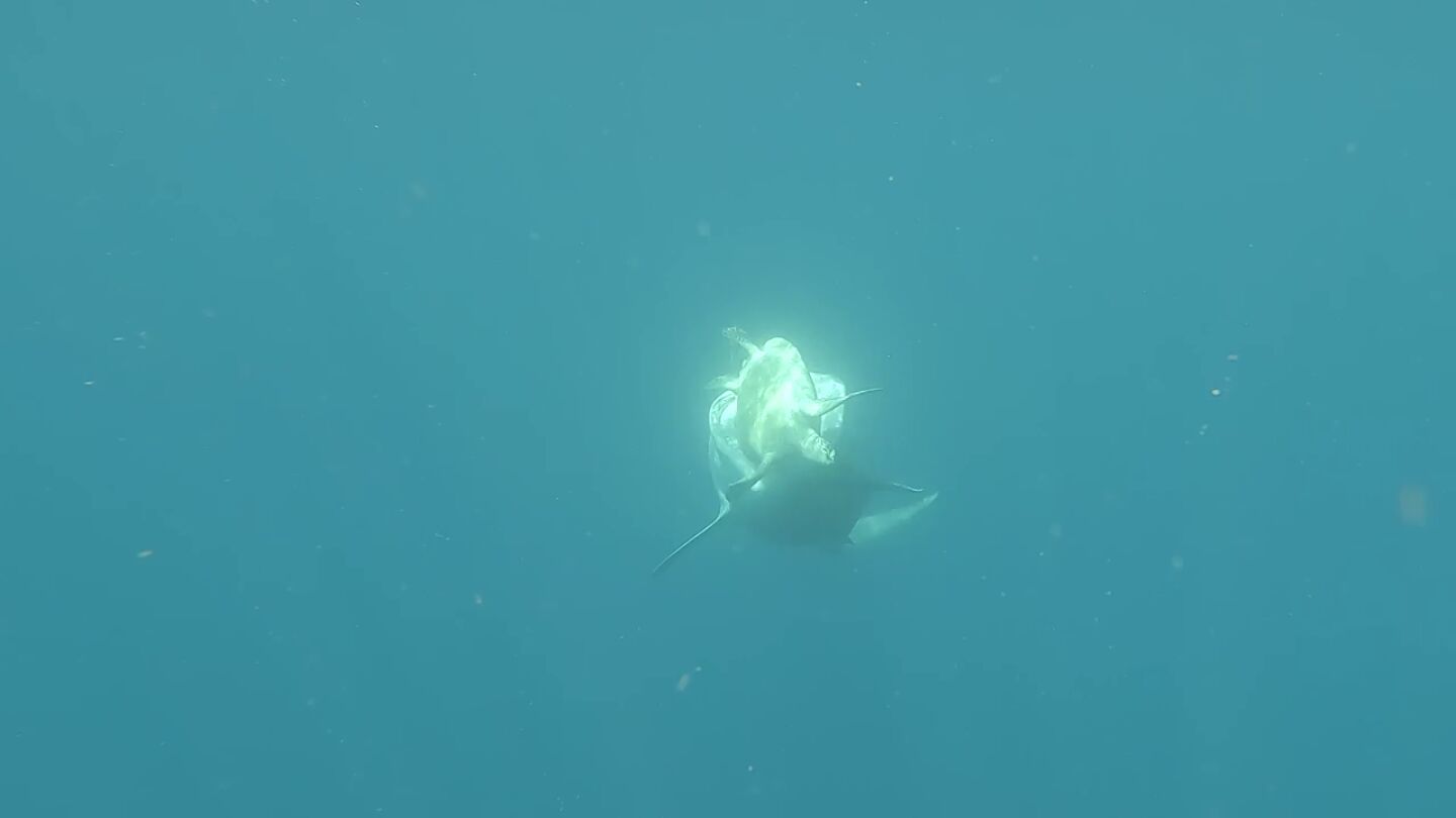 Una inteligente tortuga marina evitó ser devorada por un tiburón hambriento mientras un buzo observaba cerca