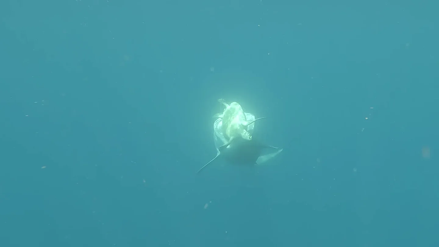 Una inteligente tortuga marina evitó ser devorada por un tiburón hambriento mientras un buzo observaba cerca Una inteligente tortuga marina evitó ser devorada por un tiburón hambriento mientras un buzo observaba cerca