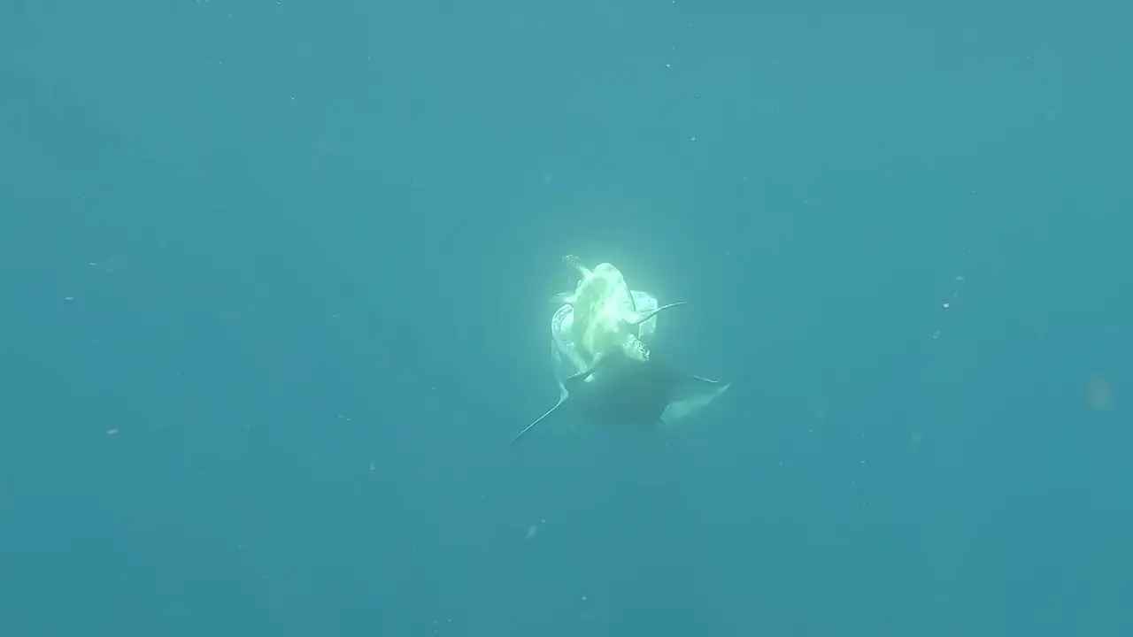 Una inteligente tortuga marina evitó ser devorada por un tiburón hambriento mientras un buzo observaba cerca