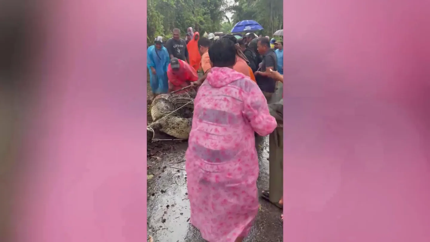 Luchan con un cocodrilo salvaje de media tonelada atrapado en un arroyo durante una tormenta Luchan con un cocodrilo salvaje de media tonelada atrapado en un arroyo durante una tormenta
