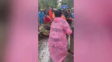 Luchan con un cocodrilo salvaje de media tonelada atrapado en un arroyo durante una tormenta