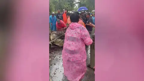 Luchan con un cocodrilo salvaje de media tonelada atrapado en un arroyo durante una tormenta Luchan con un cocodrilo salvaje de media tonelada atrapado en un arroyo durante una tormenta