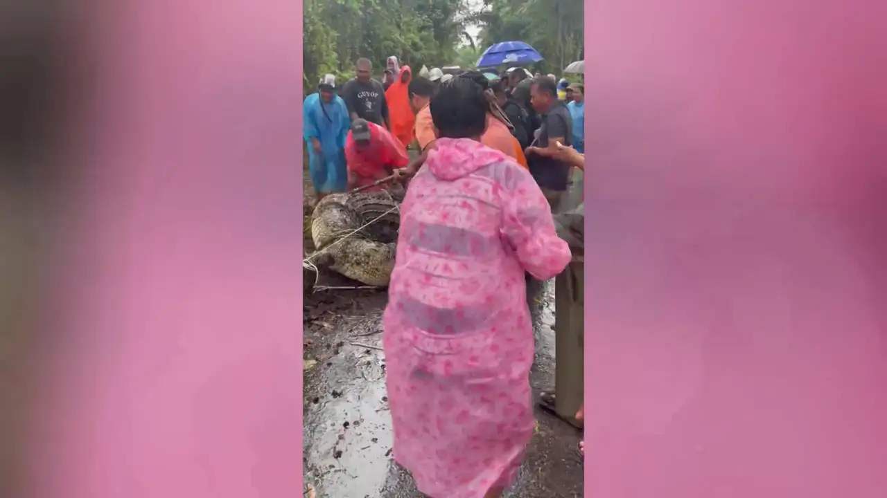Luchan con un cocodrilo salvaje de media tonelada atrapado en un arroyo durante una tormenta