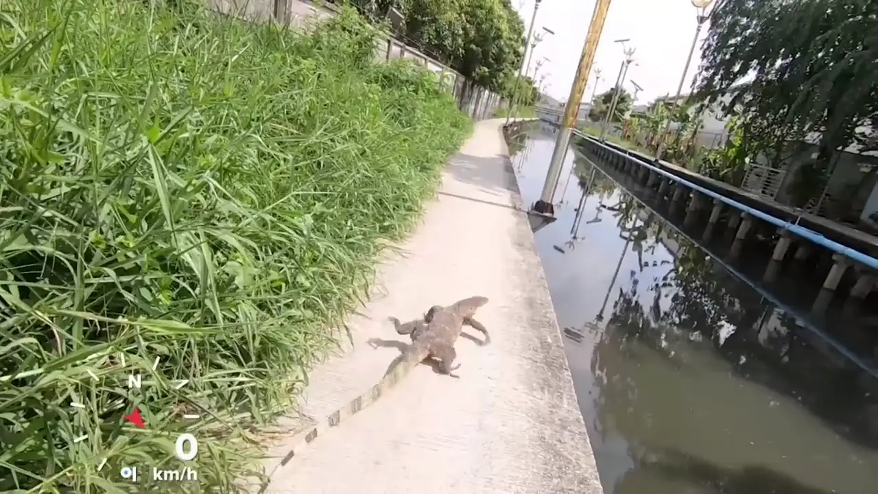 Un gran lagarto salvaje le da el susto de su vida a un ciclista provocando un accidente