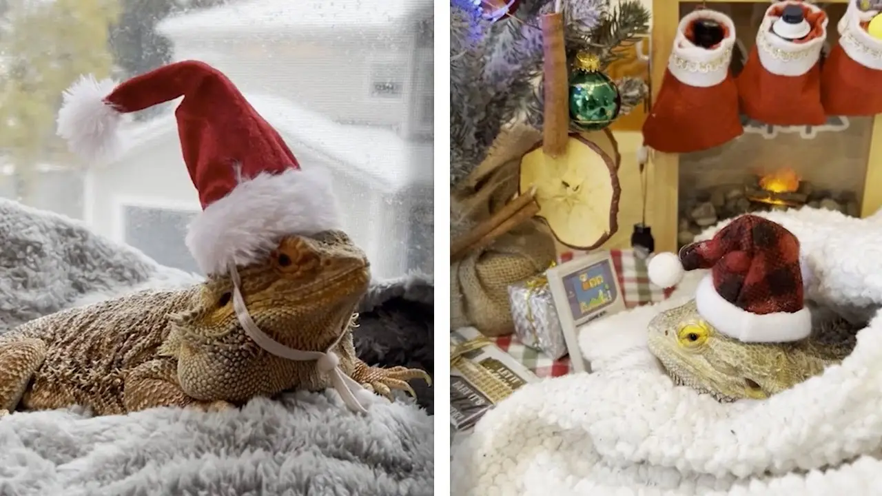 Dragon barbudo disfrutando de la Navidad