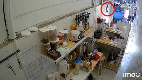 Una serpiente cae del techo Una serpiente cae del techo