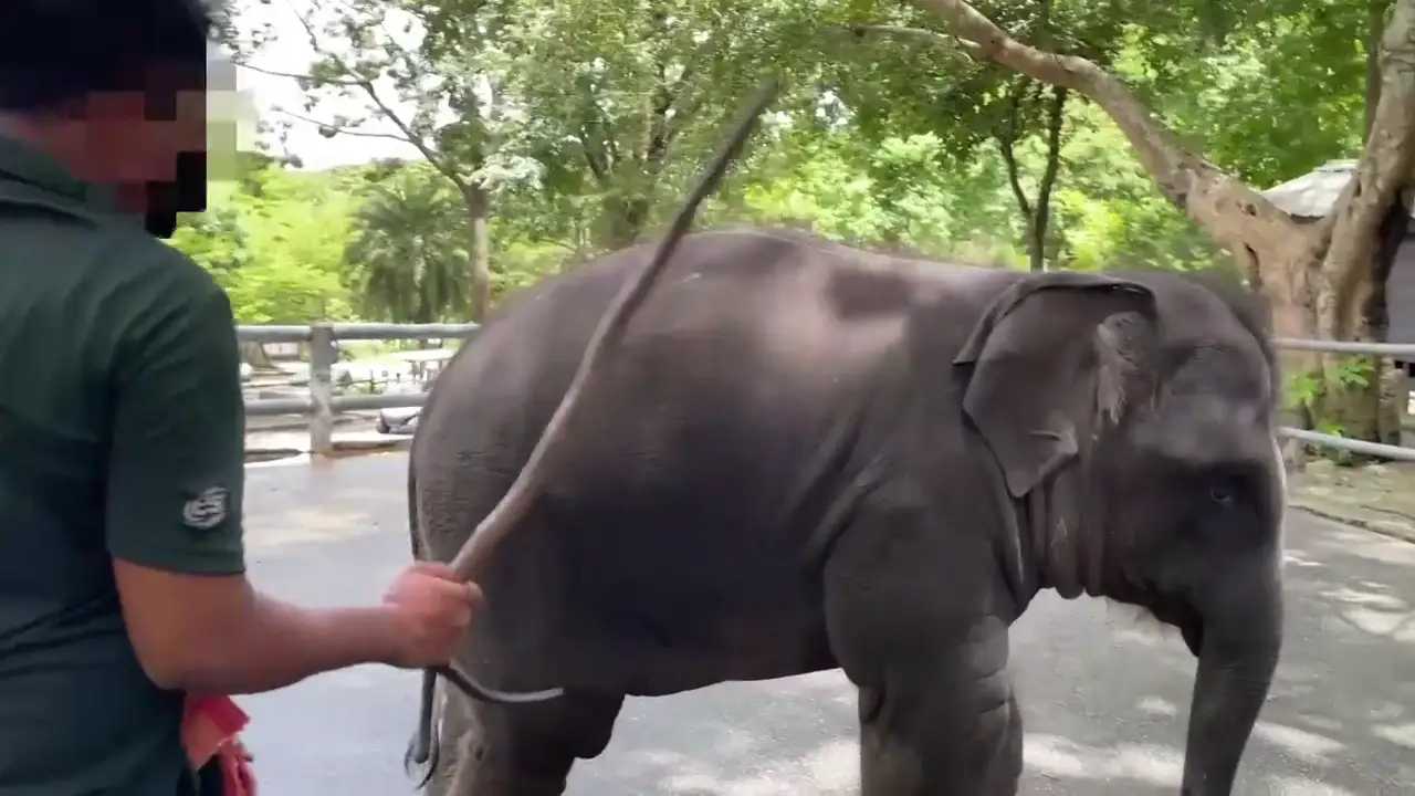 El demoledor vídeo que expone el abuso de elefantes en Tailandia 
