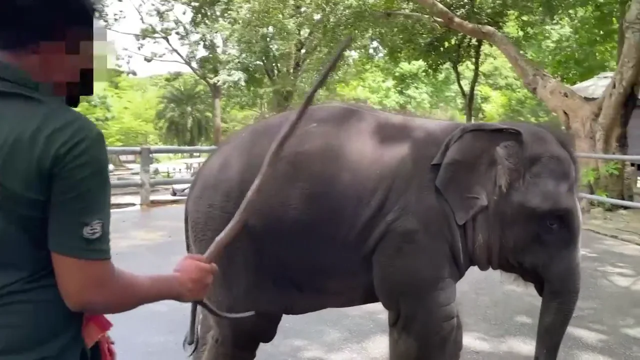El demoledor v&iacute;deo que expone el abuso de elefantes en Tailandia 