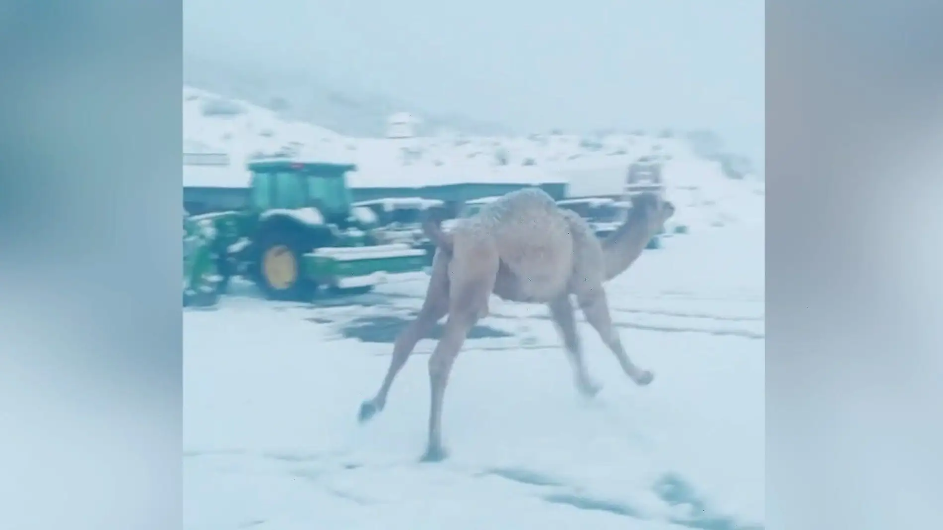 Un camello disfruta de la nieve