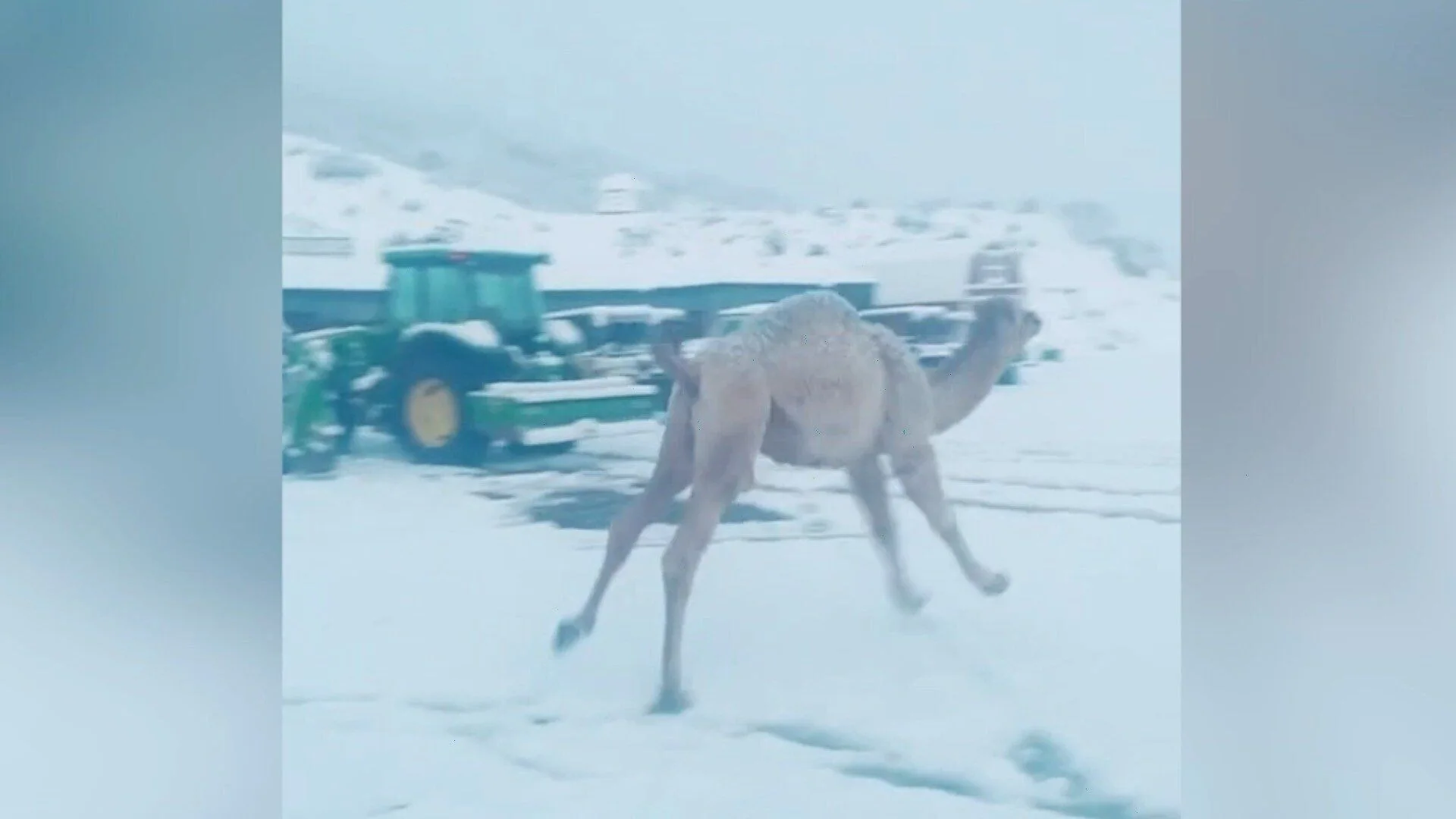 Un camello disfruta de la nieve Un camello disfruta de la nieve