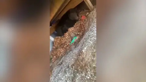 Una mujer se lleva un tremendo susto al escuchar ruidos en su jardín y mirar debajo de su porche Una mujer se lleva un tremendo susto al escuchar ruidos en su jardín y mirar debajo de su porche