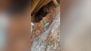 Una mujer se lleva un tremendo susto cuando sus perros se pusieron a ladrar y miró debajo de su porche