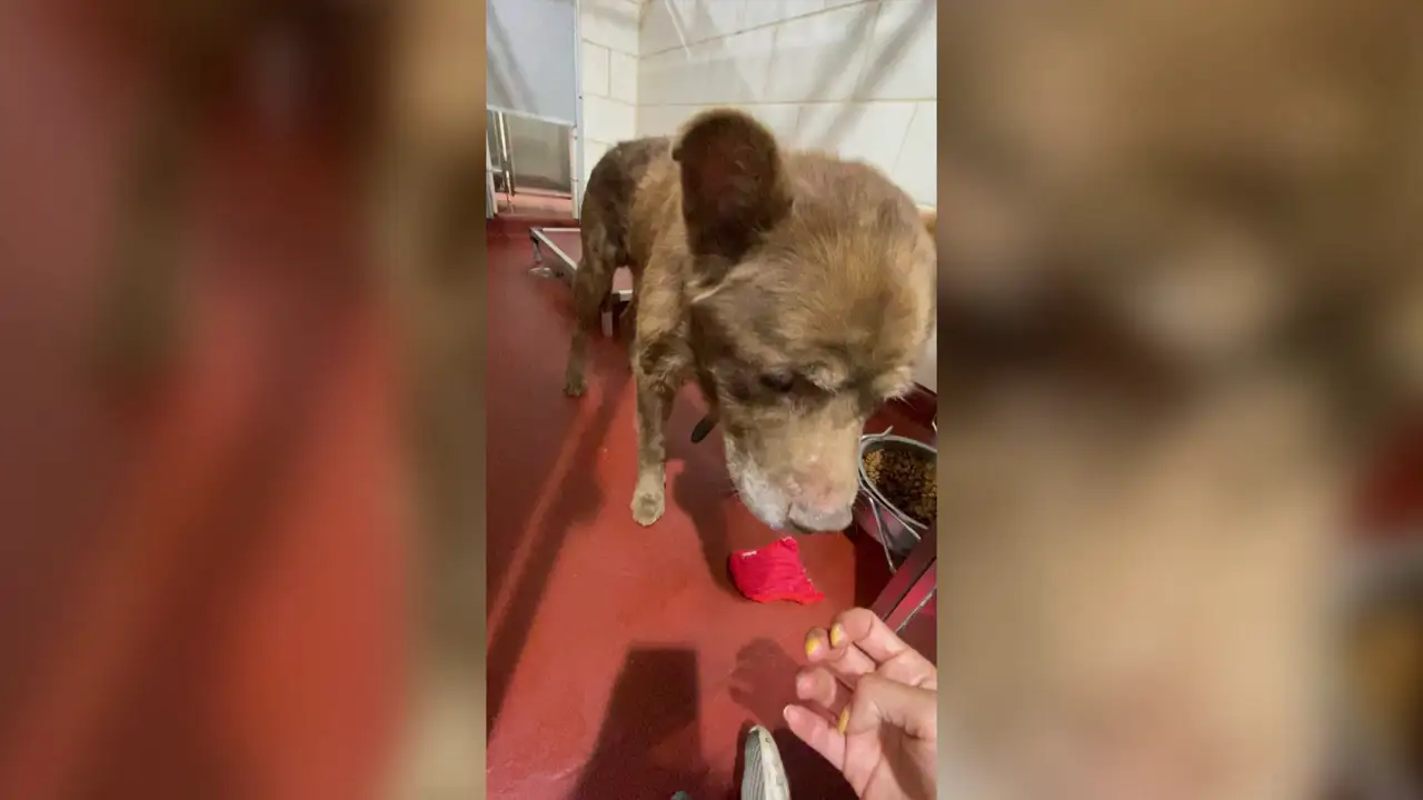 Un perro que fue salvado de ser sacrificado encuentra una familia para siempre