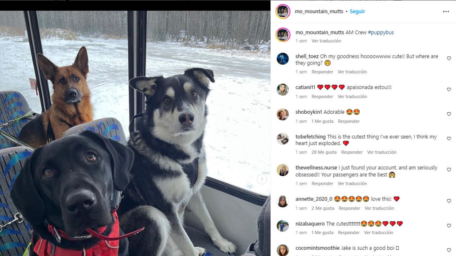 El autobús escolar de perros que se ha convertido en una sensación en redes sociales