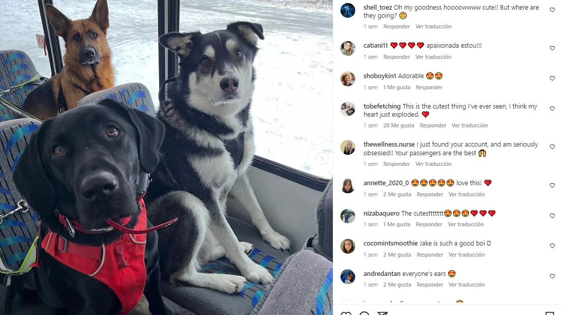 El autobus escolar de perros que se convierte en una sensaci&oacute;n en redes sociales