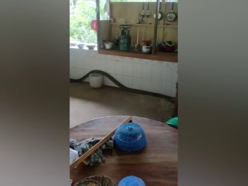 Una gigantesca cobra aterroriza a una familia deslizándose por su cocina