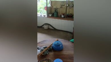 Una gigantesca cobra aterroriza a una familia deslizándose por su cocina
