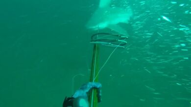 Un pescador con arpón sobrevive a múltiples ataques de tiburón toro mientras bucea