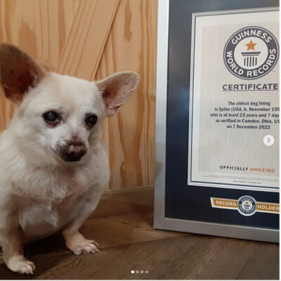 Este es el Spike, el perro certificado como el más viejo del mundo